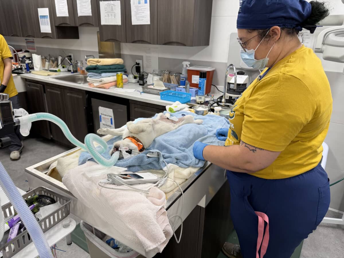 Alameda Post - A dog lays on its back while being attended to by a veterinary technician. 