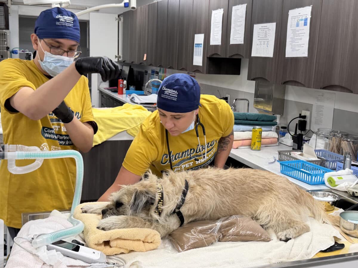 Alameda Post - Two veterinary staff administer care to a dog lying on a table with pillows and blankets for support.