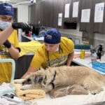 Alameda Post - Two veterinary staff administer care to a dog lying on a table with pillows and blankets for support.