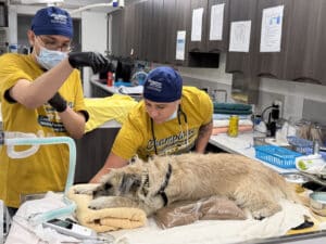 Alameda Post - Two veterinary staff administer care to a dog lying on a table with pillows and blankets for support.