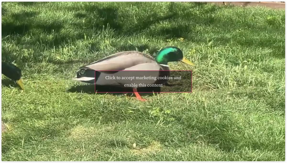 Alameda Post - A photo of a mallard with text over it that says "click to accept marketing cookies and enable this content.'