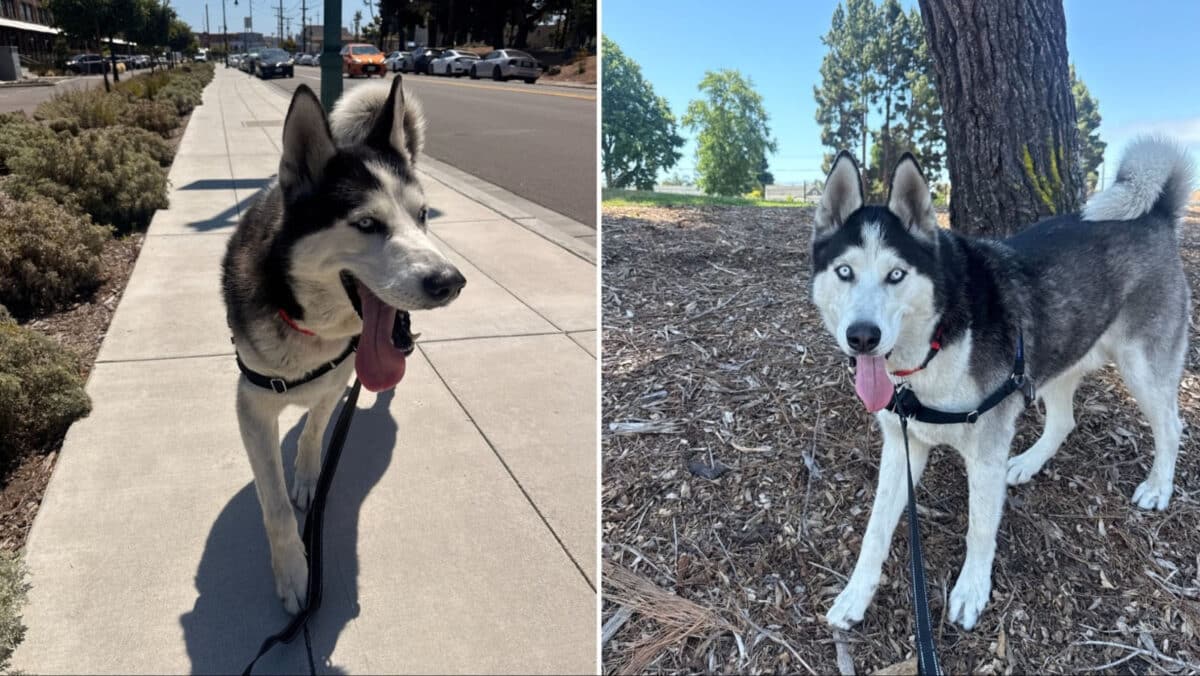 Alameda Post - two photos of Scooby the husky out and about in the sunshine. 