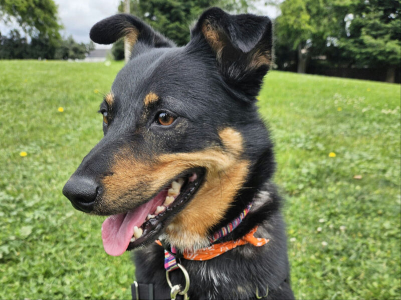 Alameda Post - Oona the Australian shepherd mix.