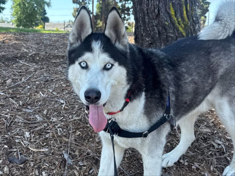 Alameda Post - two photos of Scooby the husky out and about in the sunshine.