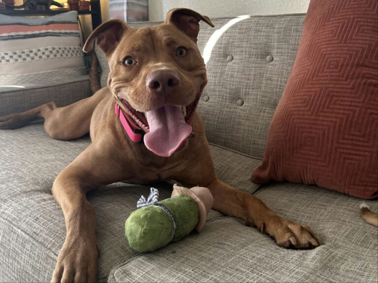 Alameda Post - Sandman the mixed breed dog happily lays on a couch with a toy.