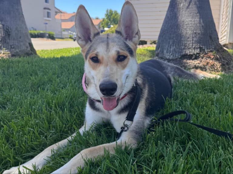 Alameda Post - Applejack the young German Shepherd Dog mix lays in the grass.