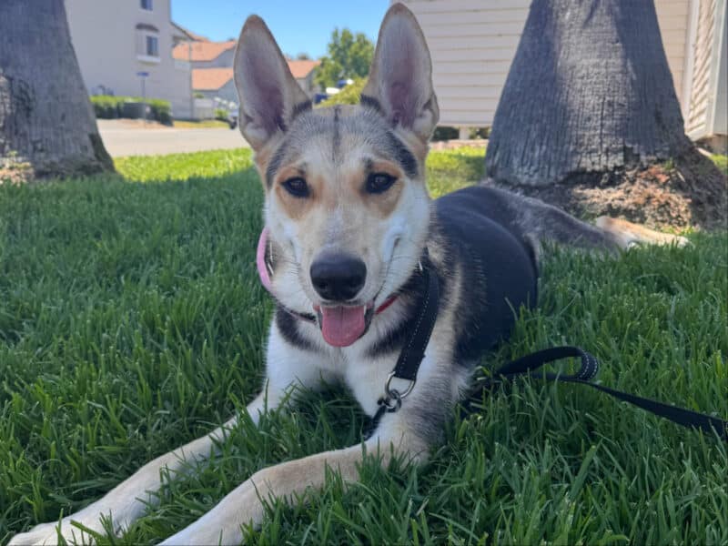Alameda Post - Applejack the young German Shepherd Dog mix lays in the grass.