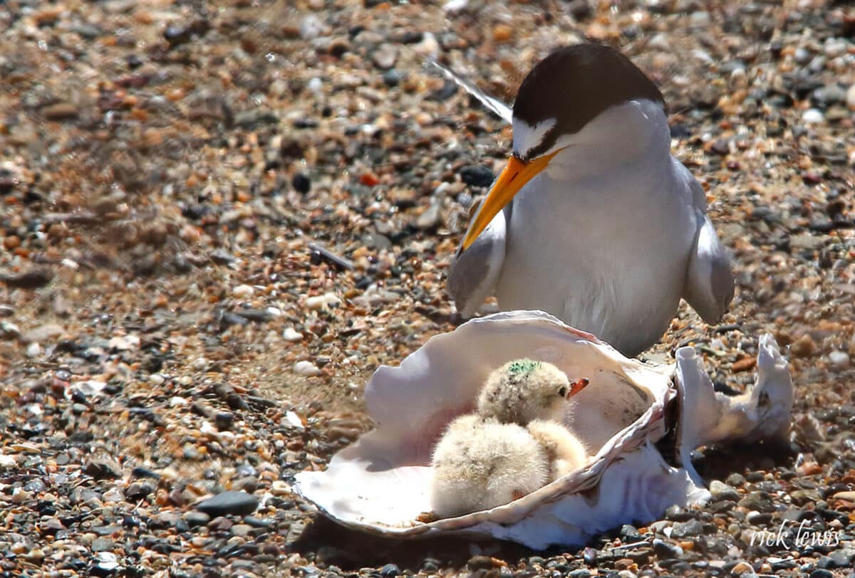 Alameda Post - A young chick sits in an empty shell next to an adult. Its head has been marked with blue marker. 