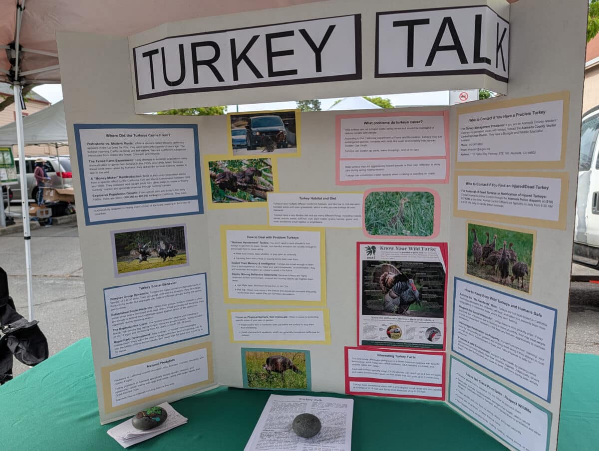 Alameda Post - A trifold presentation on Turkeys. 