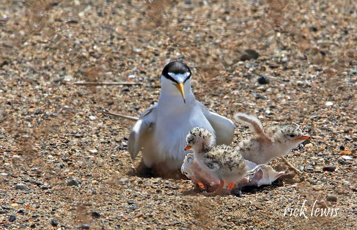 Alameda Post - Two small California least tern chicks sit next to an adult on rocky sandy ground. 
