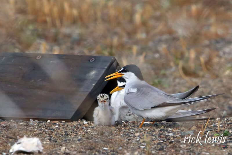 Alameda Post - Two adult California least terns and a chick stand on rocky ground near a small shelter made out of planks of wood and nails.