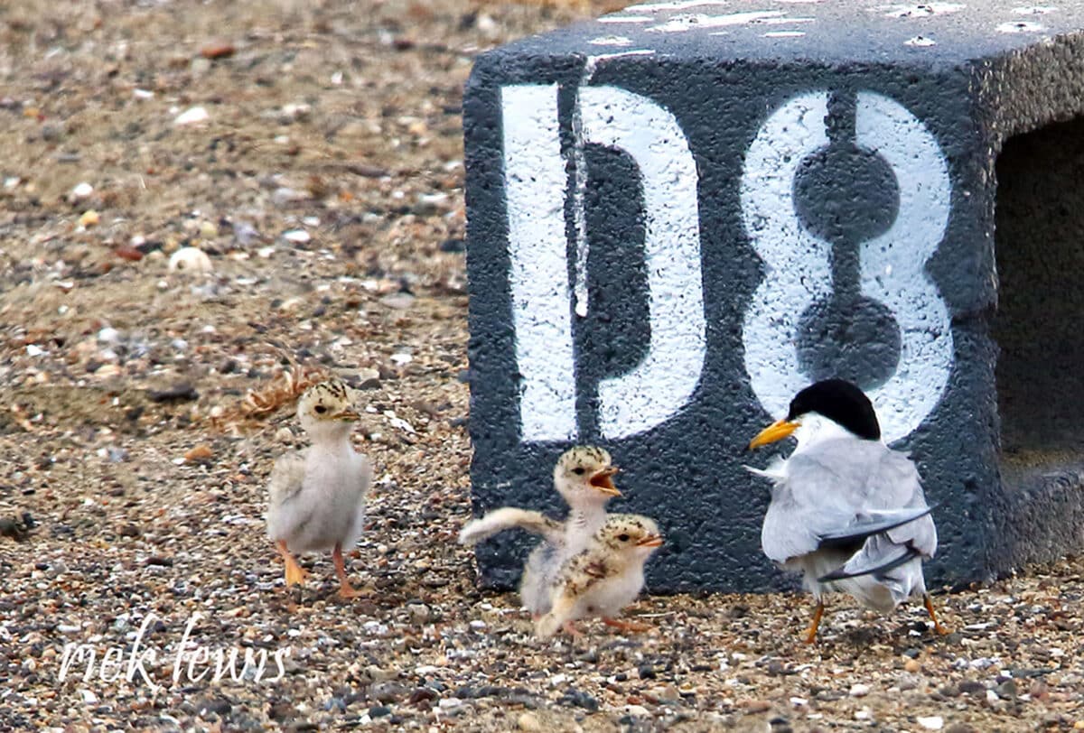 Alameda Post - Three small California least terns approach an adult next to a cement block with the letter D and number 8 painted on it. 