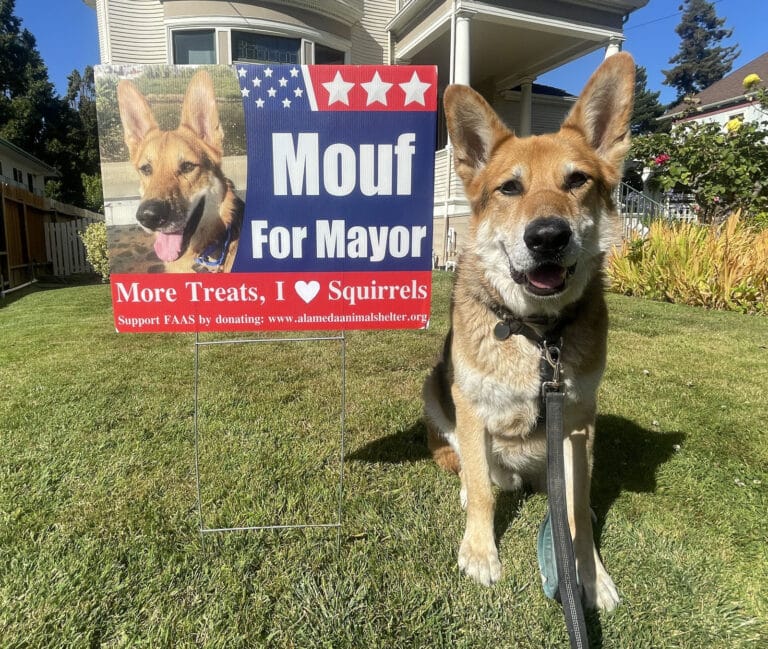 Alameda Post - Mouf the Roving Reporter do sits next to a sign that says "Mouf for Mayor with his photo.