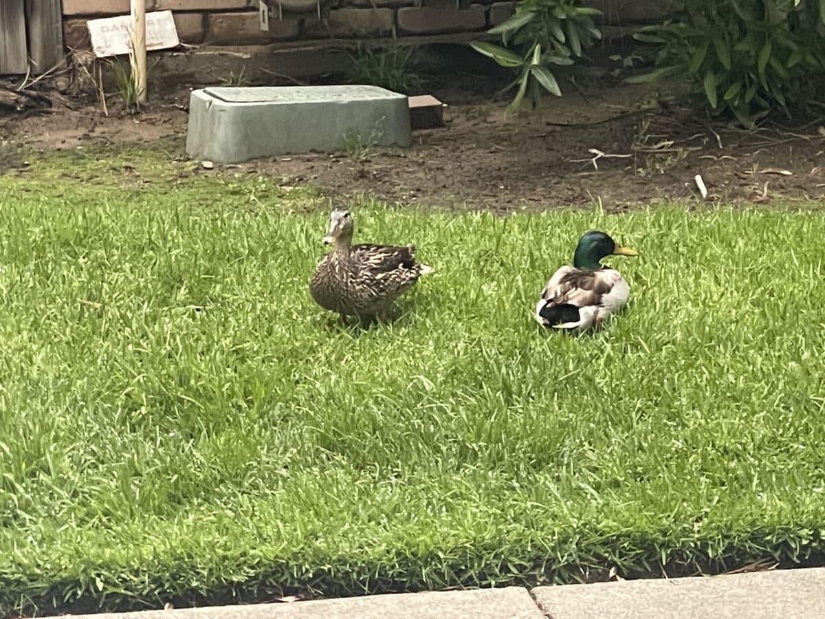 Alameda Post - A pair of ducks. 