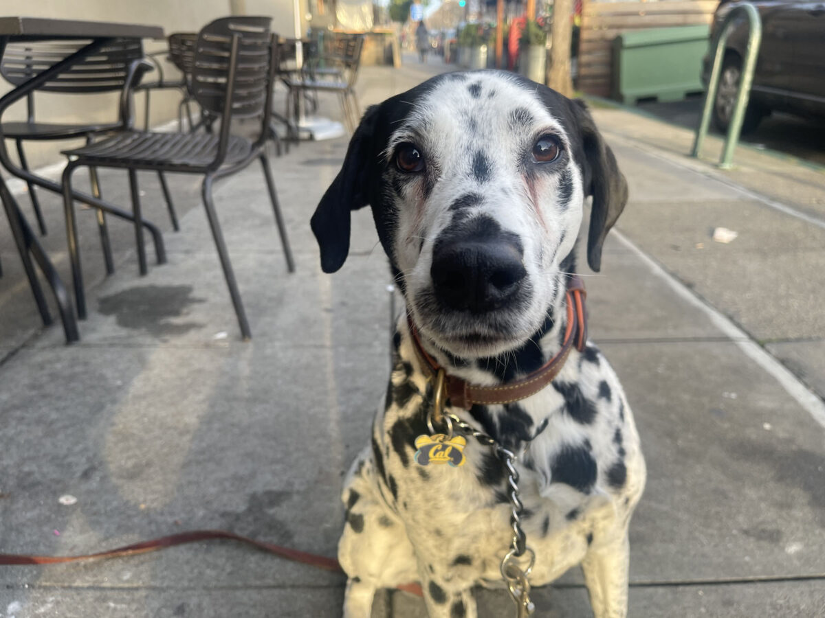 Alameda Post - A Dalmatian. 