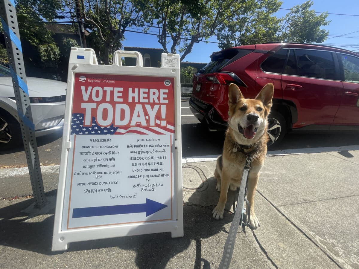 Alameda Post - Mouf the dog sits next to a sign that says "Vote Here Today" with an arrow.