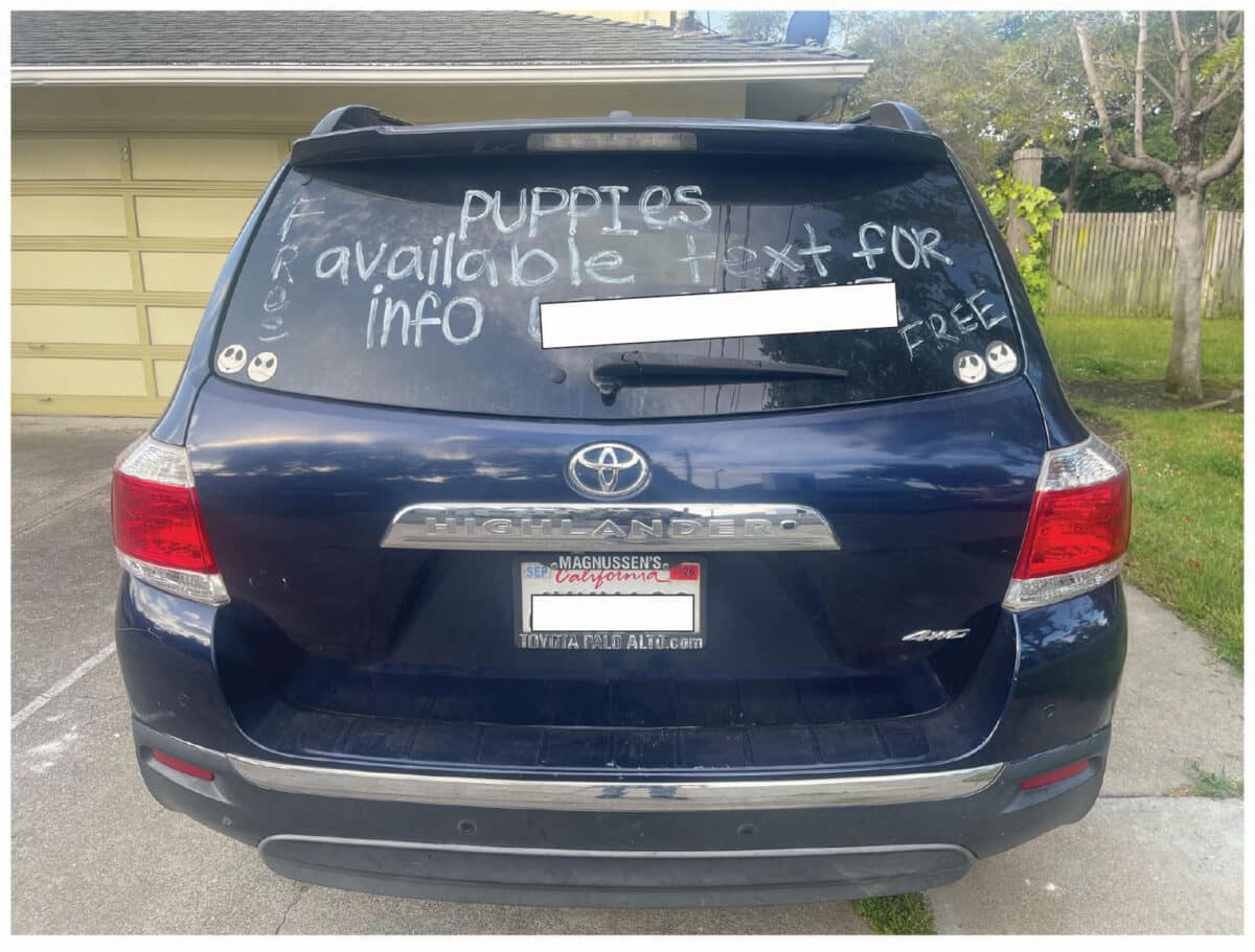 Alameda Post - A photo of the back of a Toyota Highlander. On the back windshield is written the words "Free Puppies available. text for info." The phone number and license plate are edited out. 