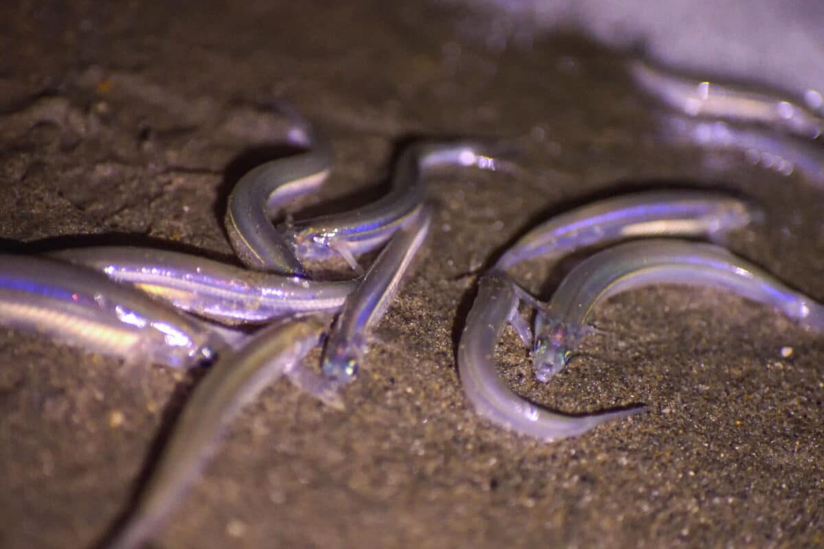 Alameda Post - An up close view of iridescent slender fish on a beach. 