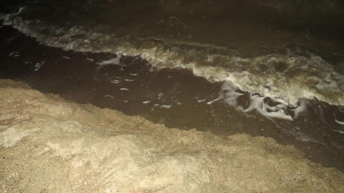Alameda Post - A grainy dark photo of a small amount of silvery fish along a shoreline at night. 