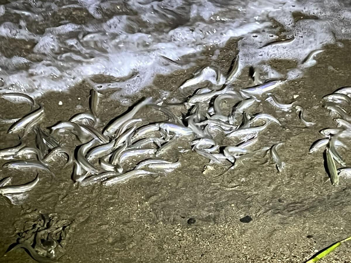 Alameda Post - Dozens of wriggling grunions on a small patch of beach.
