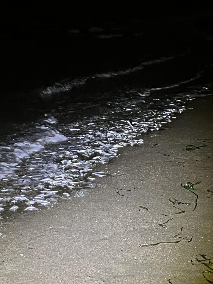 Alameda Post - A night photo of the beach with lots of small silver fish along the shoreline.