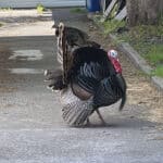 Alameda Post - A tom turkey.