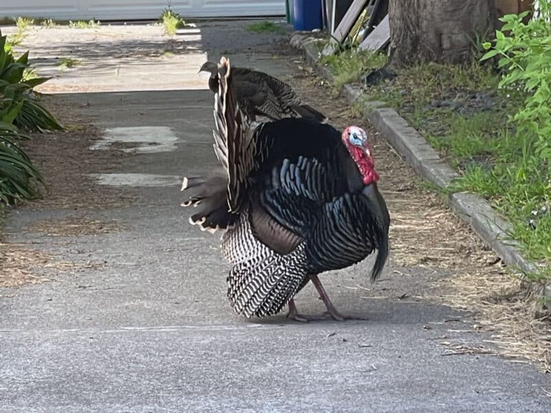 Alameda Post - A tom turkey.