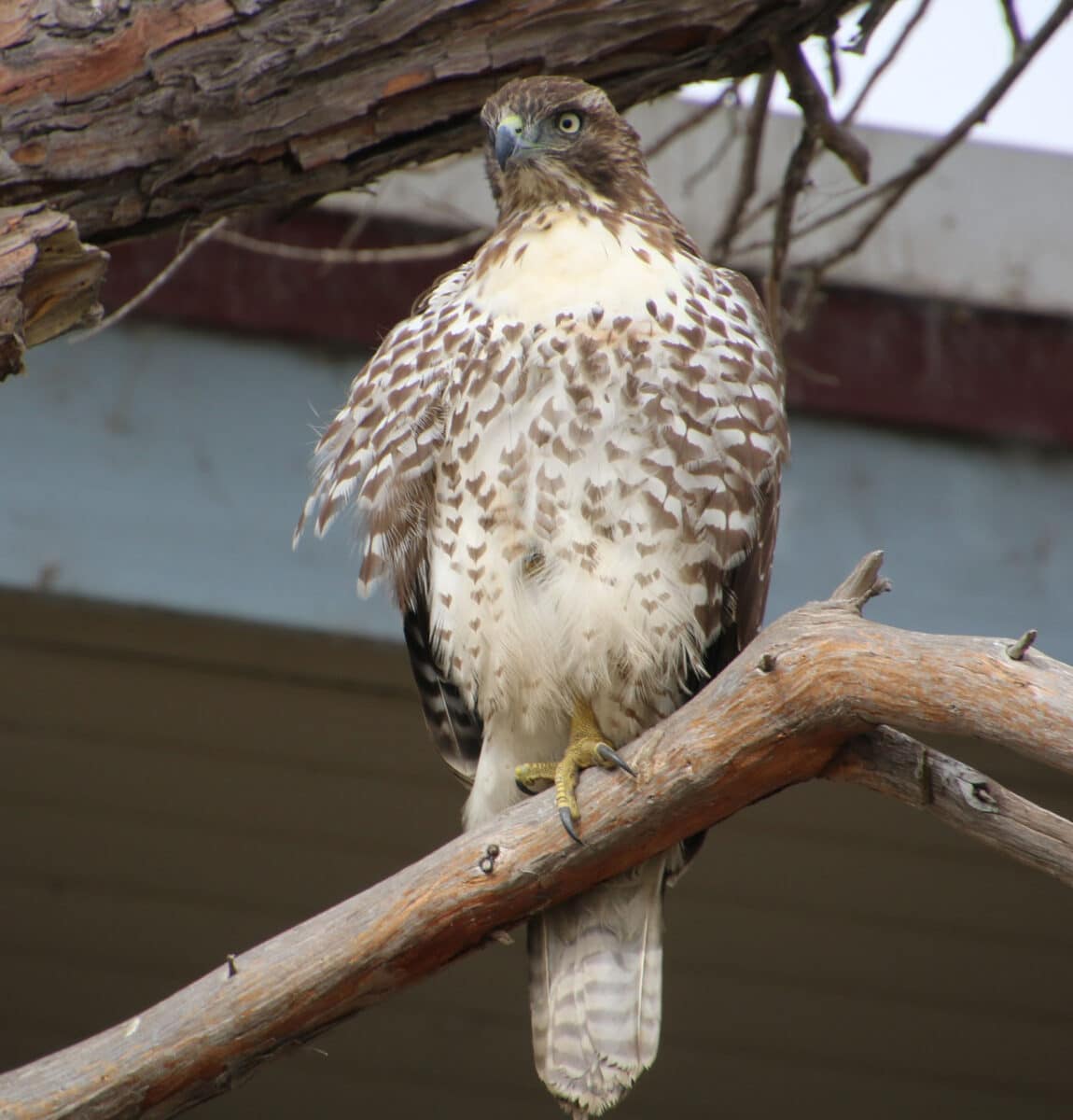 Alameda Post - A red-tailed hawk sits on a branch. 