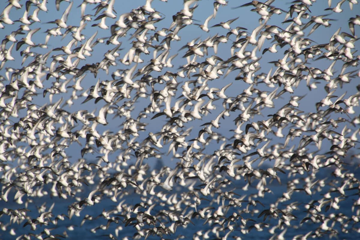 Alameda Post - A large group of shorebirds in flight. 
