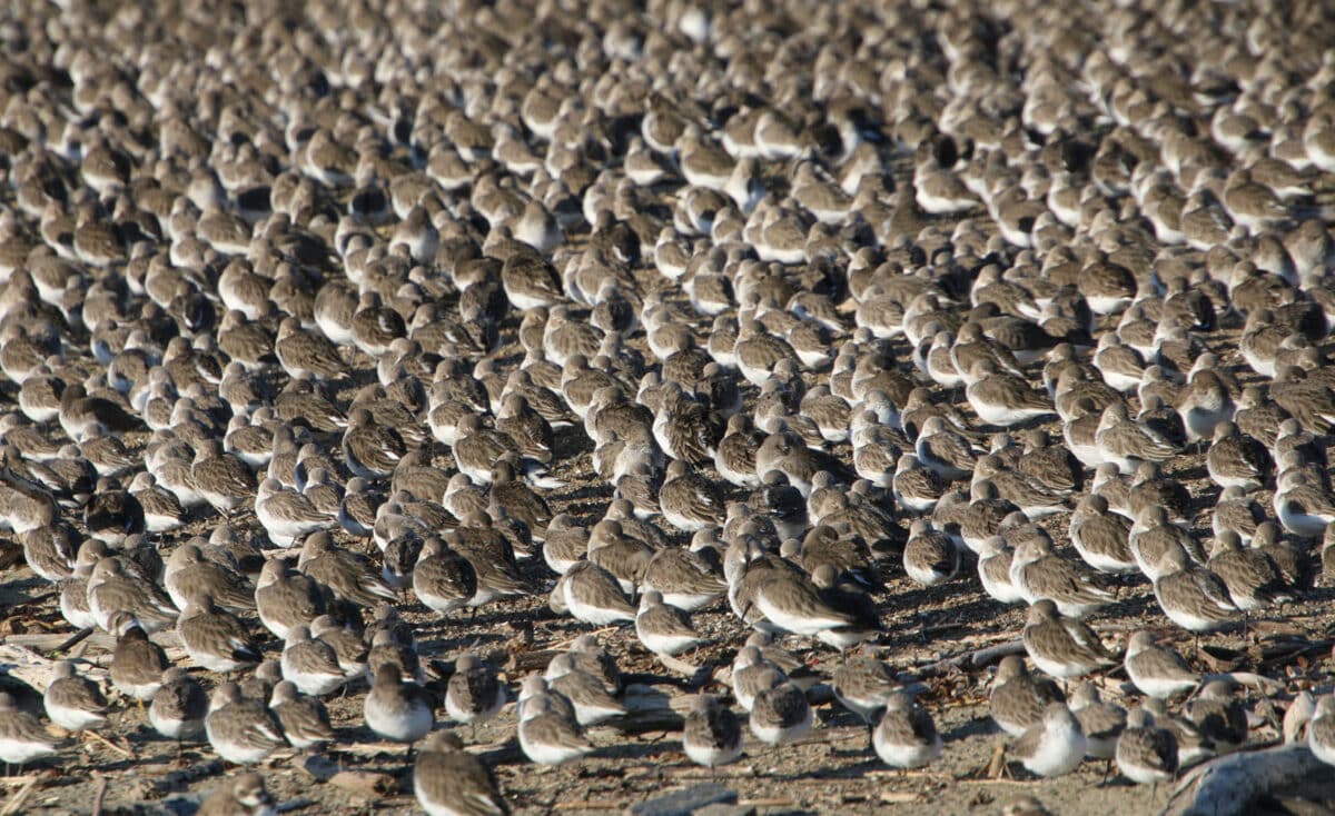 Alameda Post - A huge group of shore birds.