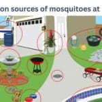 Alameda Post - A drawing of a yard with red circles around ares like the bird bath and pet water bowl that says "common sources of mosquitos at homes."