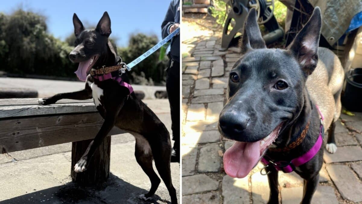 Alameda Post - Mystique the black and white dog. 