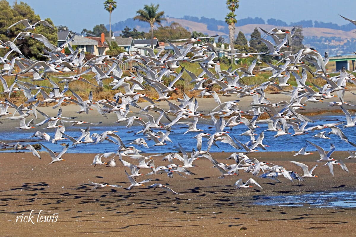 Alameda Post - A host of shorebirds take flight together towards the bay on an Alameda beach.