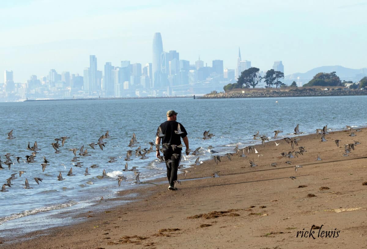 Alameda Post - A person walks along the Alameda shoreline with San Francisco in the background. Birds fly around them. 