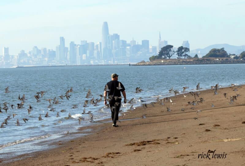 Alameda Post - A person walks along the Alameda shoreline with San Francisco in the background. Birds fly around them.
