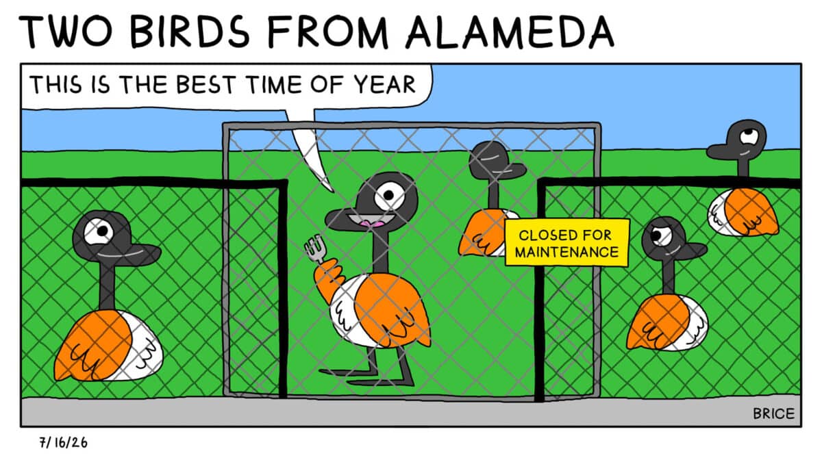 Two Birds from Alameda for July 16, 2026. Only Panel: Goose from Two Birds from Alameda holds a fork on a sports field. Other geese stand and sit around them contentedly. The fence has a sign that says "Closed for maintenance." Goose, holding the fork, says, "This is the best time of year."
