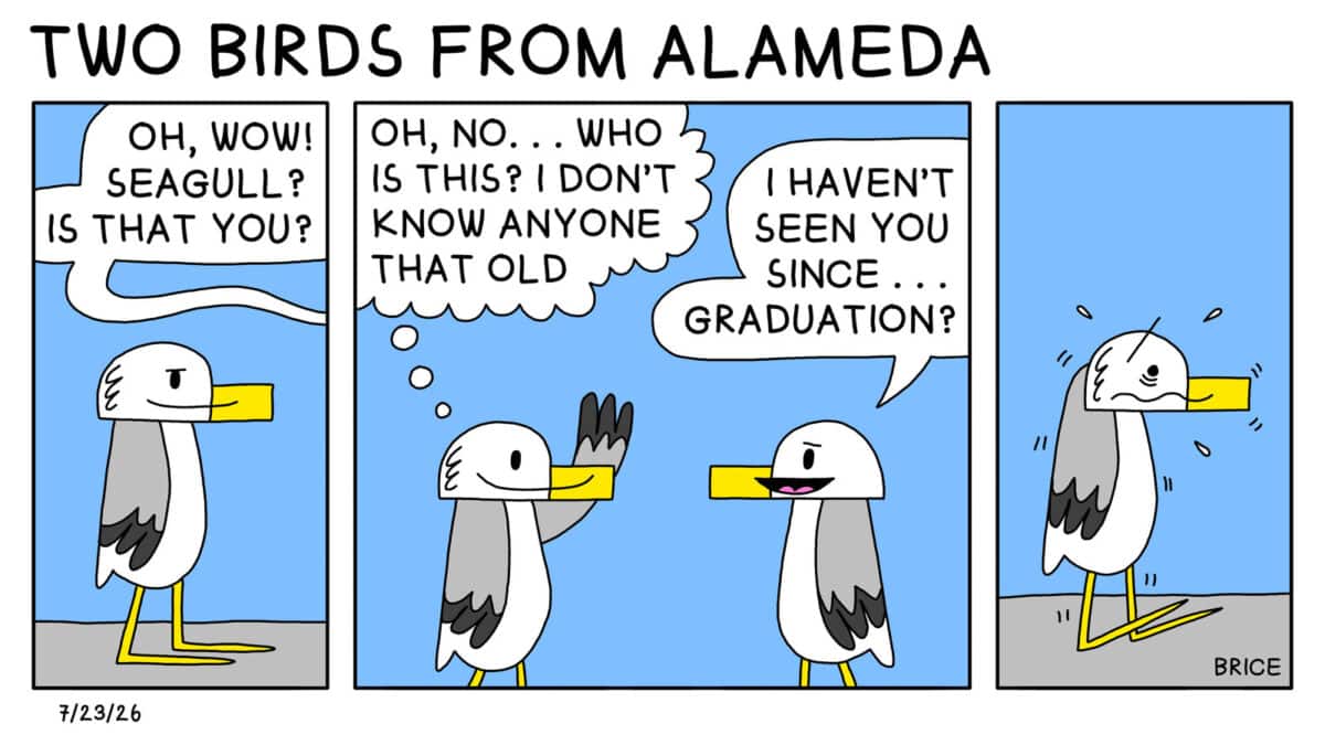 Alameda Post - Two Birds from Alameda for July 23, 2026. First panel: A seagull stands and looks out of frame. Someone out of frame says "Oh wow! Seagull is that you?" Second panel: Two seagulls stand face to face. The original speaker says, " I haven't seen you since … graduation?" Seagull thinks to themselves, "Oh no... who is this? I don't know anyone that old." Third panel: Seagull shudders and sweats with the realization.