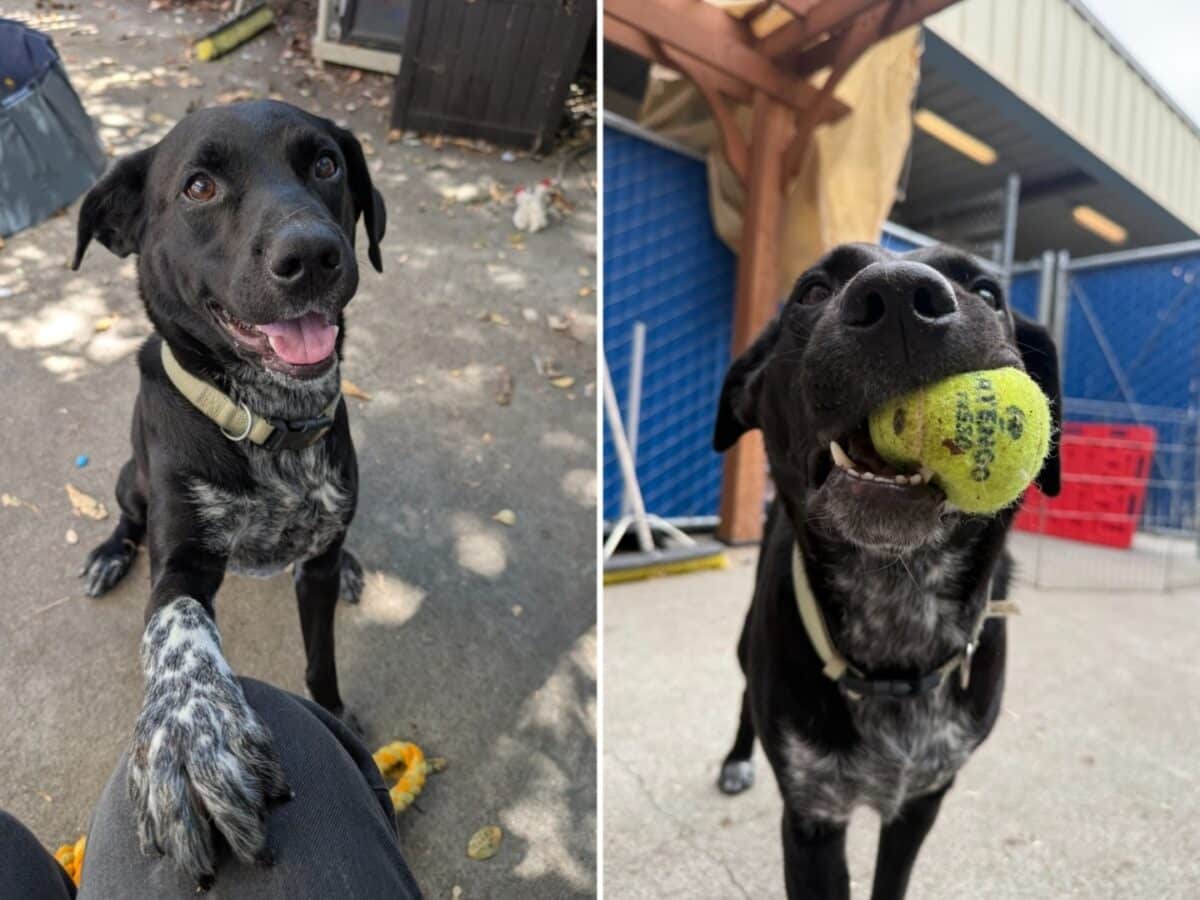 Alameda Post - Brady the dog rests a paw on the cameraman's knee. In another photo, he holds a ball. 