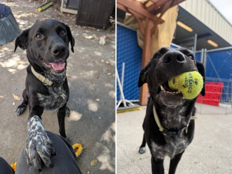 Alameda Post - Brady the dog rests a paw on the cameraman's knee. In another photo, he holds a ball.