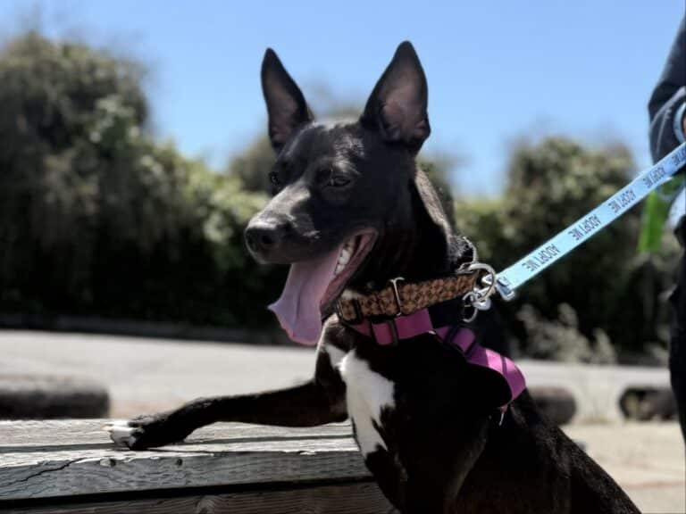 Alameda Post - Mystique the black and white dog.