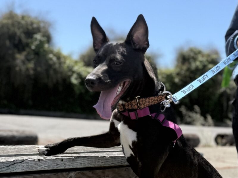 Alameda Post - Mystique the black and white dog.