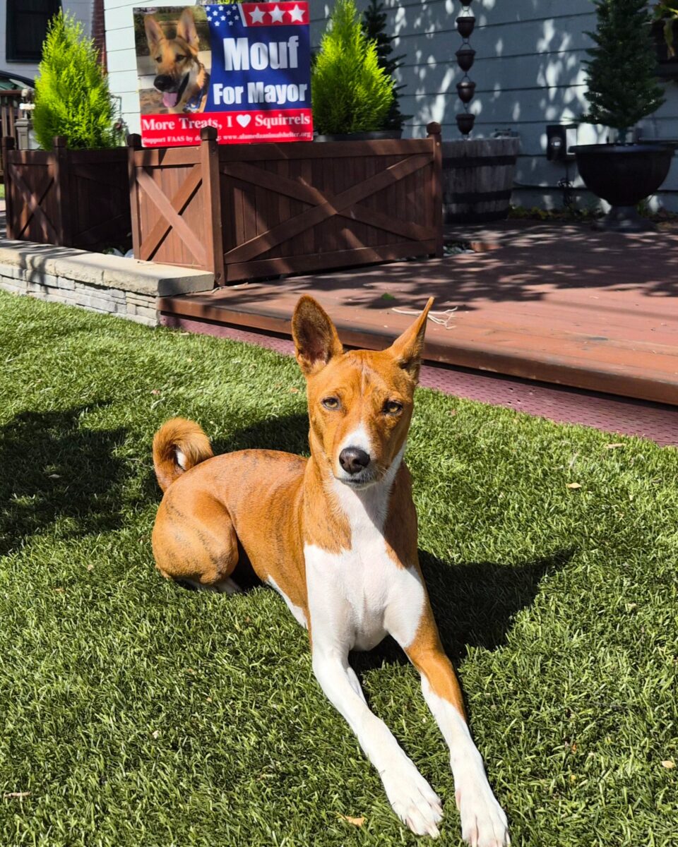 Alameda Post - A basenji lays down in a lawn in front of a Mouf for Mayor sign. 