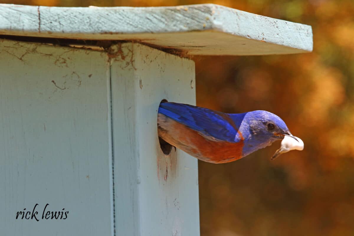 Alameda Post - A blue and red bird sticks its head out of a bird box holding a white blob. 