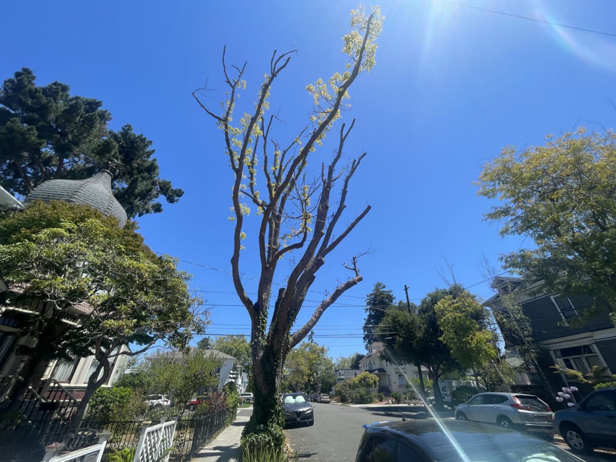 Alameda Post - A tall, very sparse tree.