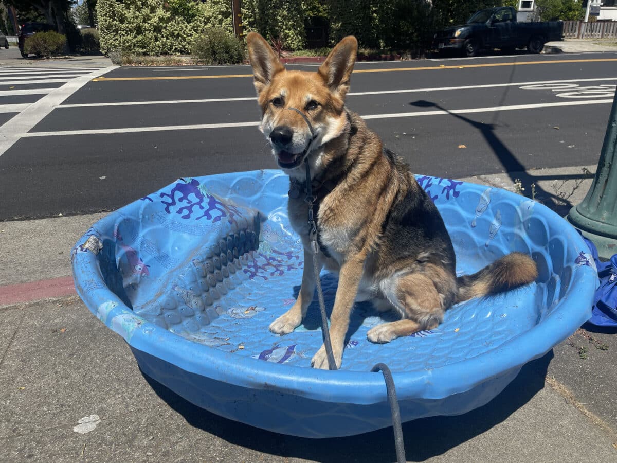 Alameda Post - Mouf the dog sits in a kiddie pool on the side of the road. 