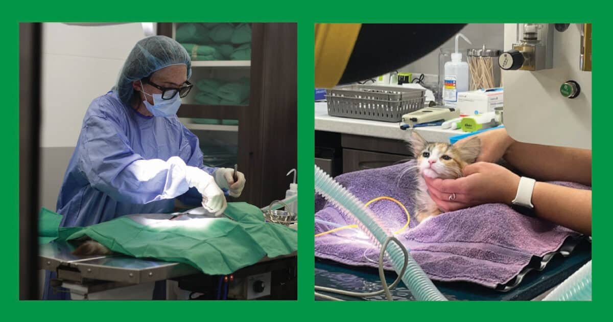 Alameda Post - Photos from the F.A.A.S. clinic where a vet performs a surgery and a young kitten is held gently on a table. 