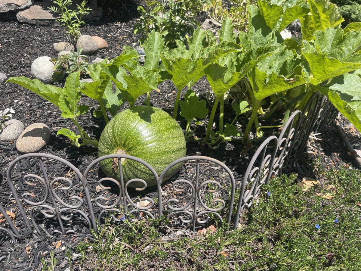 Alameda Post - A watermelon growing in a garden. 