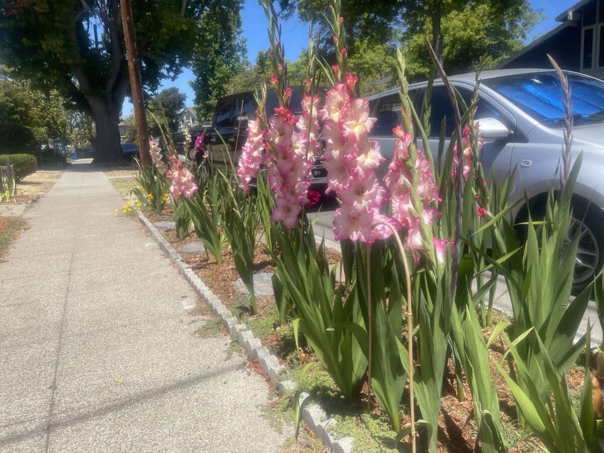 Alameda Post - Pink gladiolas in bloom.