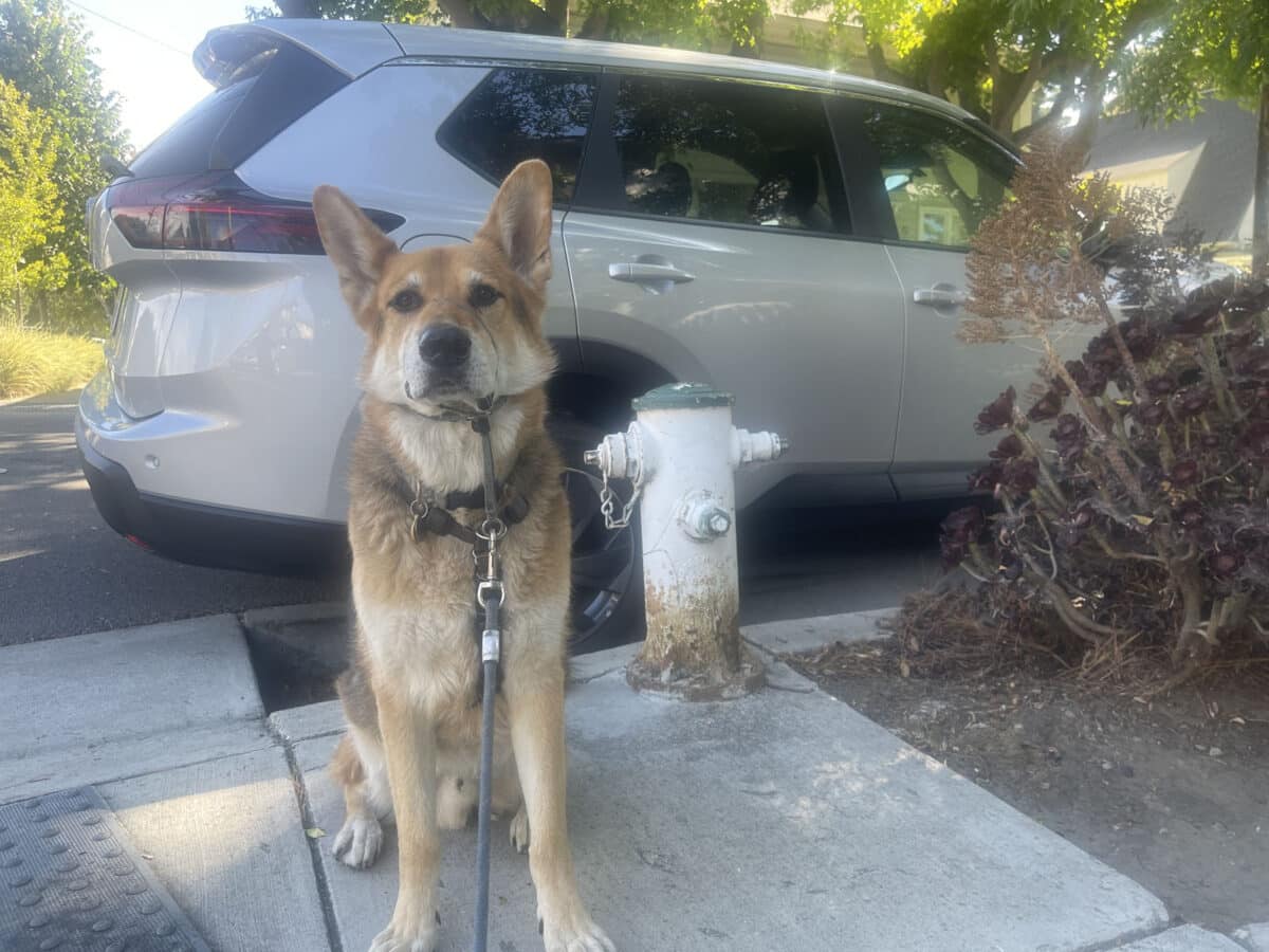 Alameda Post - Mouf the dog stands in front of a fire hydrant. 