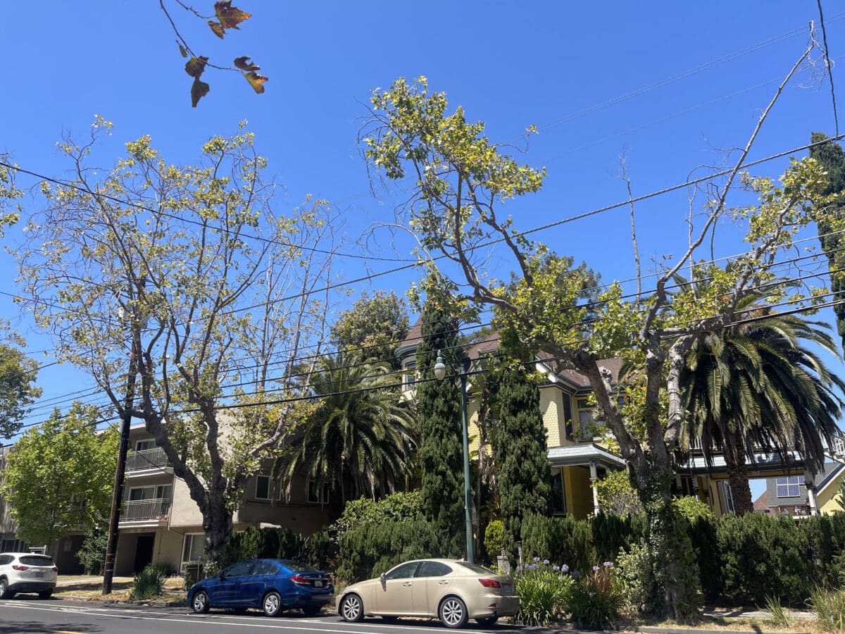 Alameda Post - trees that have been trimmed with sparse leaves.